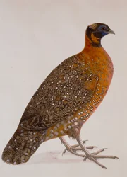 Purpurhornfasan (Satyr Tragopan)